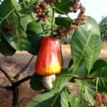 cashew, fruit, ripe-633918.jpg