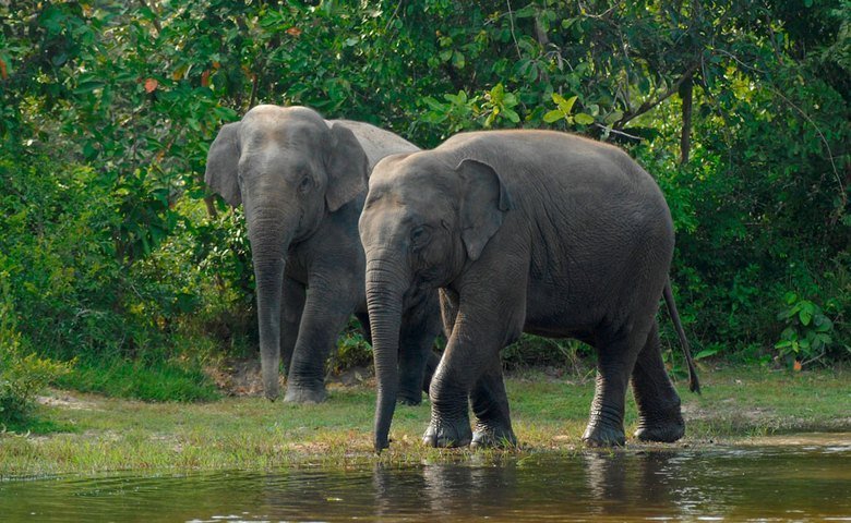 Things to Do at the Cardamom Mountains