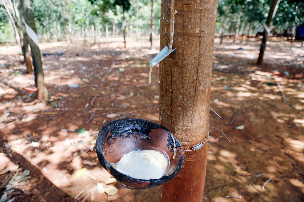 Record Rubber Exports and Prices Fuel Economic Growth in 2025