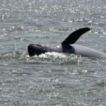 Stung Treng to Host Inaugural Dolphin Festival and Kayak Races
