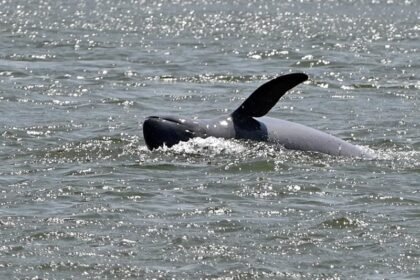 Stung Treng to Host Inaugural Dolphin Festival and Kayak Races