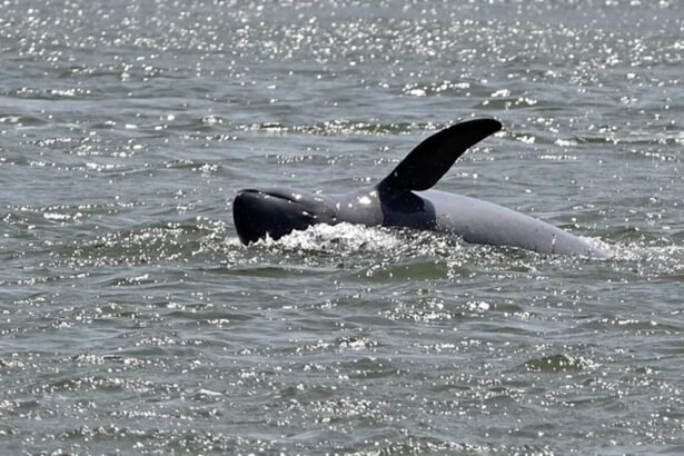 Stung Treng to Host Inaugural Dolphin Festival and Kayak Races