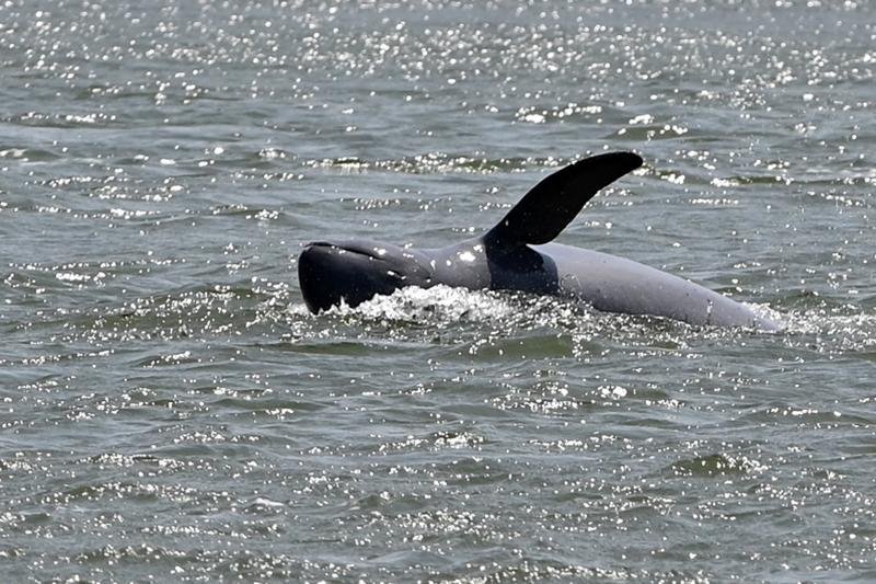 Stung Treng to Host Inaugural Dolphin Festival and Kayak Races