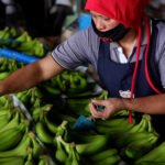 Cambodian-Chinese Agricultural Partnership Grows: Banana Exports to China Set to Rise 50% in 2025