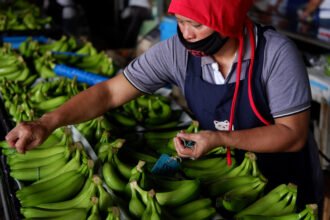Cambodian-Chinese Agricultural Partnership Grows: Banana Exports to China Set to Rise 50% in 2025