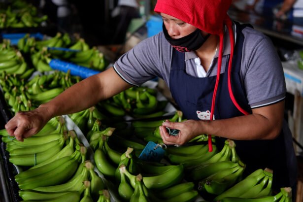 Cambodian-Chinese Agricultural Partnership Grows: Banana Exports to China Set to Rise 50% in 2025