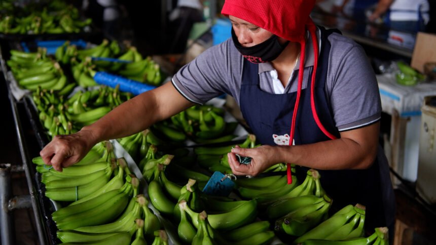 Cambodian-Chinese Agricultural Partnership Grows: Banana Exports to China Set to Rise 50% in 2025