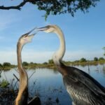 Prek Toal Bird Sanctuary