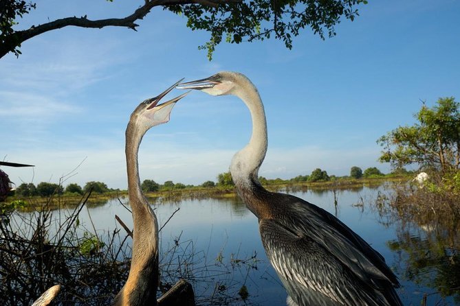 Prek Toal Bird Sanctuary