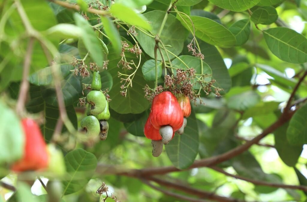 Turning Raw into Riches- Cambodia’s Cashew Industry Gets Global Backing
