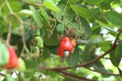 Turning Raw into Riches- Cambodia’s Cashew Industry Gets Global Backing