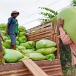 Cambodia’s Agricultural Exports Grow Nearly 28% in First Half of 2025