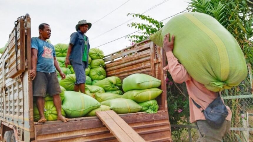 Cambodia’s Agricultural Exports Grow Nearly 28% in First Half of 2025