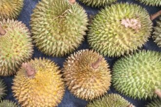 Cambodia Secures Approval to Export Durians Directly to China