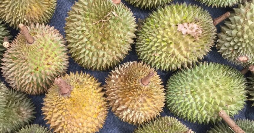 Cambodia Secures Approval to Export Durians Directly to China