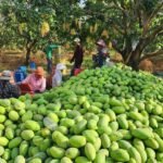 Cambodia’s Agricultural Exports Reach 7.83 Million Tons in First Half of 2025, Generating Over USD 2.87 Billion