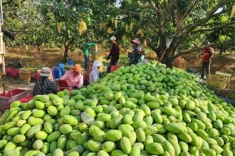 Cambodia’s Agricultural Exports Reach 7.83 Million Tons in First Half of 2025, Generating Over USD 2.87 Billion