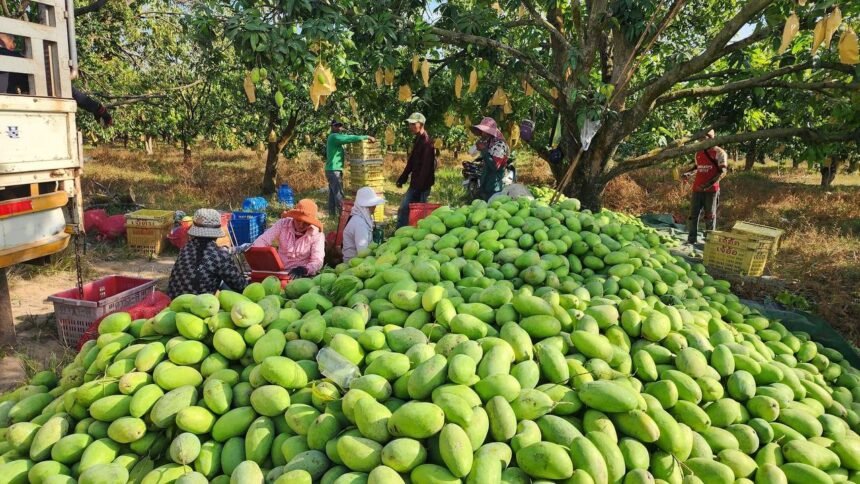 Cambodia’s Agricultural Exports Reach 7.83 Million Tons in First Half of 2025, Generating Over USD 2.87 Billion