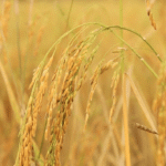 Cambodia’s Rice Exports Top $1.2 Billion in First Seven Months of 2025