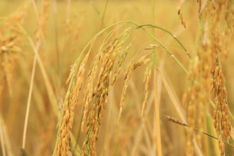 Cambodia’s Rice Exports Top $1.2 Billion in First Seven Months of 2025