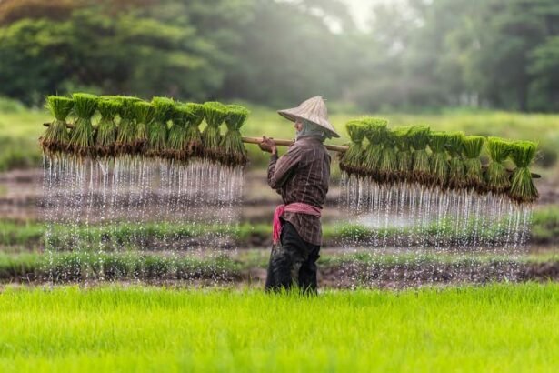 Next Cambodia Agriculture Survey to Focus on Farmers’ Income and Productivity