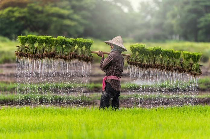 Next Cambodia Agriculture Survey to Focus on Farmers’ Income and Productivity