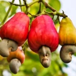 Cambodia Eyes Direct Cashew Exports to China to Boost Revenue