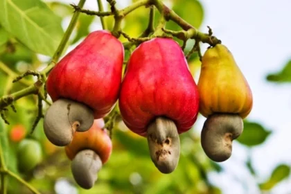 Cambodia Eyes Direct Cashew Exports to China to Boost Revenue