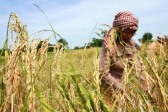FAO Forecasts Strong Outlook for Cambodia’s Rice and Maize Harvests in 2025–2026