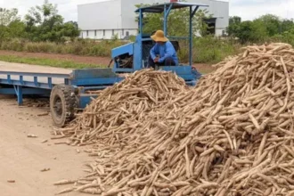 Agricultural Exports Near $4 Billion as Cambodia Sees Strong Growth in 2025