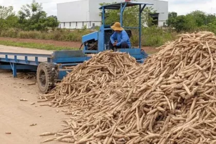 Agricultural Exports Near $4 Billion as Cambodia Sees Strong Growth in 2025