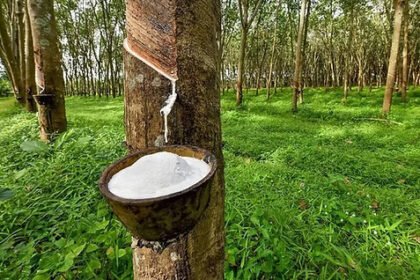 Cambodia’s Rubber Exports