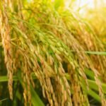 Global Rice Output Set to Hit Record High in 2025–26: FAO