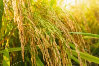 Global Rice Output Set to Hit Record High in 2025–26: FAO