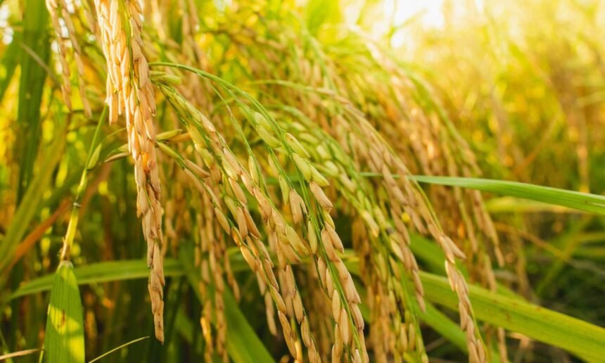 Global Rice Output Set to Hit Record High in 2025–26: FAO