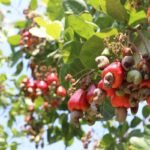 Kampong Thom Leads Cambodia’s Cashew Sector with 30% Share of National Production