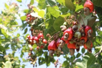 Kampong Thom Leads Cambodia’s Cashew Sector with 30% Share of National Production