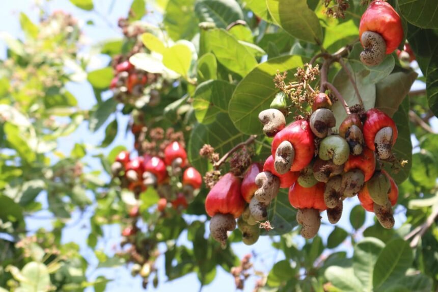 Kampong Thom Leads Cambodia’s Cashew Sector with 30% Share of National Production