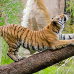 Cambodia India environmental pact