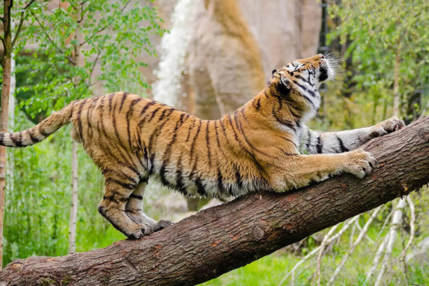 Cambodia India environmental pact