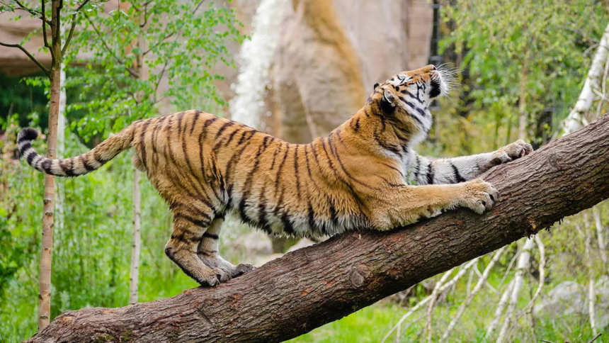 Cambodia India environmental pact