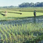 Cambodia rice exports to China RCEP