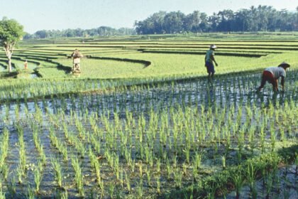 Cambodia rice exports to China RCEP
