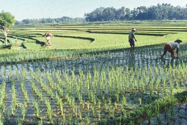 Cambodia rice exports to China RCEP