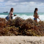 Sargassum seaweed blooms Southeast Asia