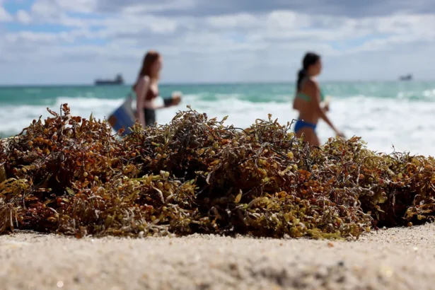 Sargassum seaweed blooms Southeast Asia