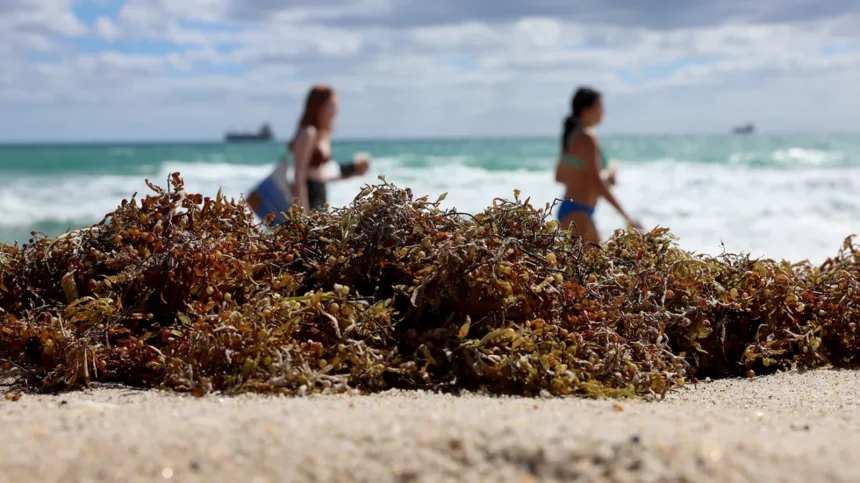Sargassum seaweed blooms Southeast Asia