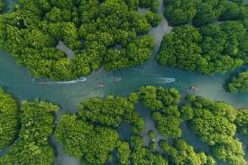 Trapeang Rung Koh Kong mangroves
