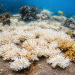 heatwaves extreme weather Asia 2026