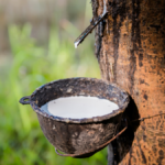 Cambodia rubber exports 2025